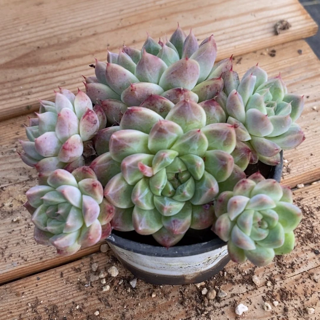 六一兒童節快樂開炸一物一拍精品多肉_286