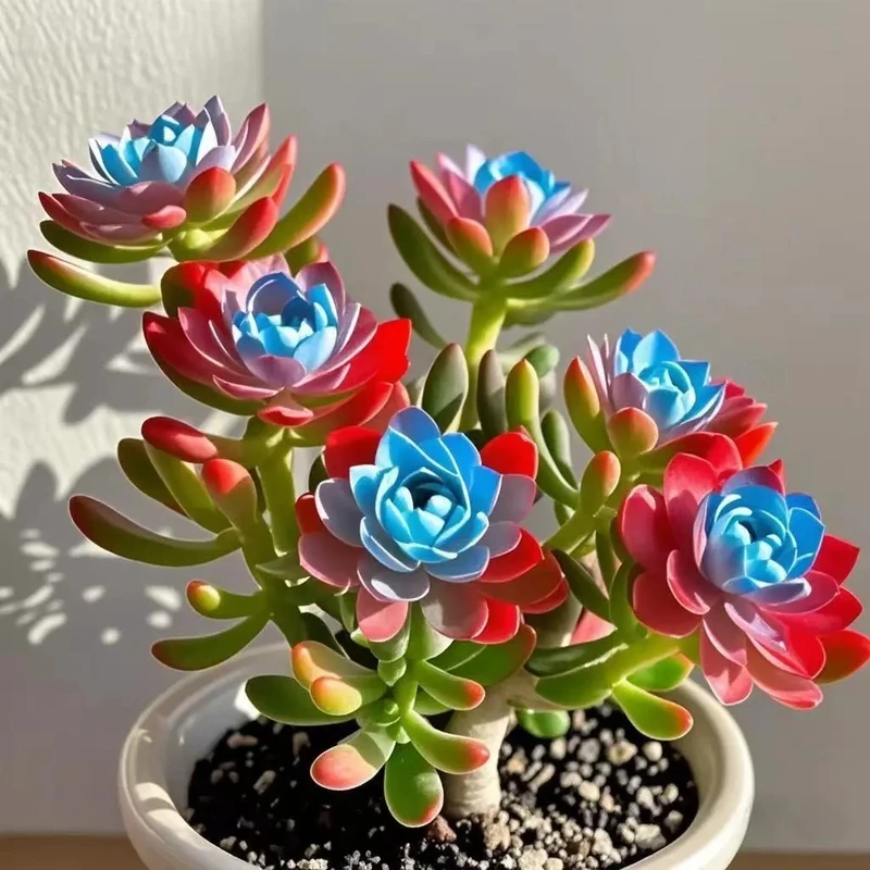 浓香紫月寒多肉种球大花重瓣盆栽花卉绿植耐寒耐热四季可种好养护