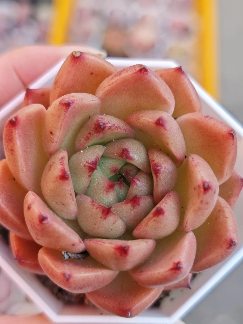 【编号1】如图所示，可爱肉肉一颗