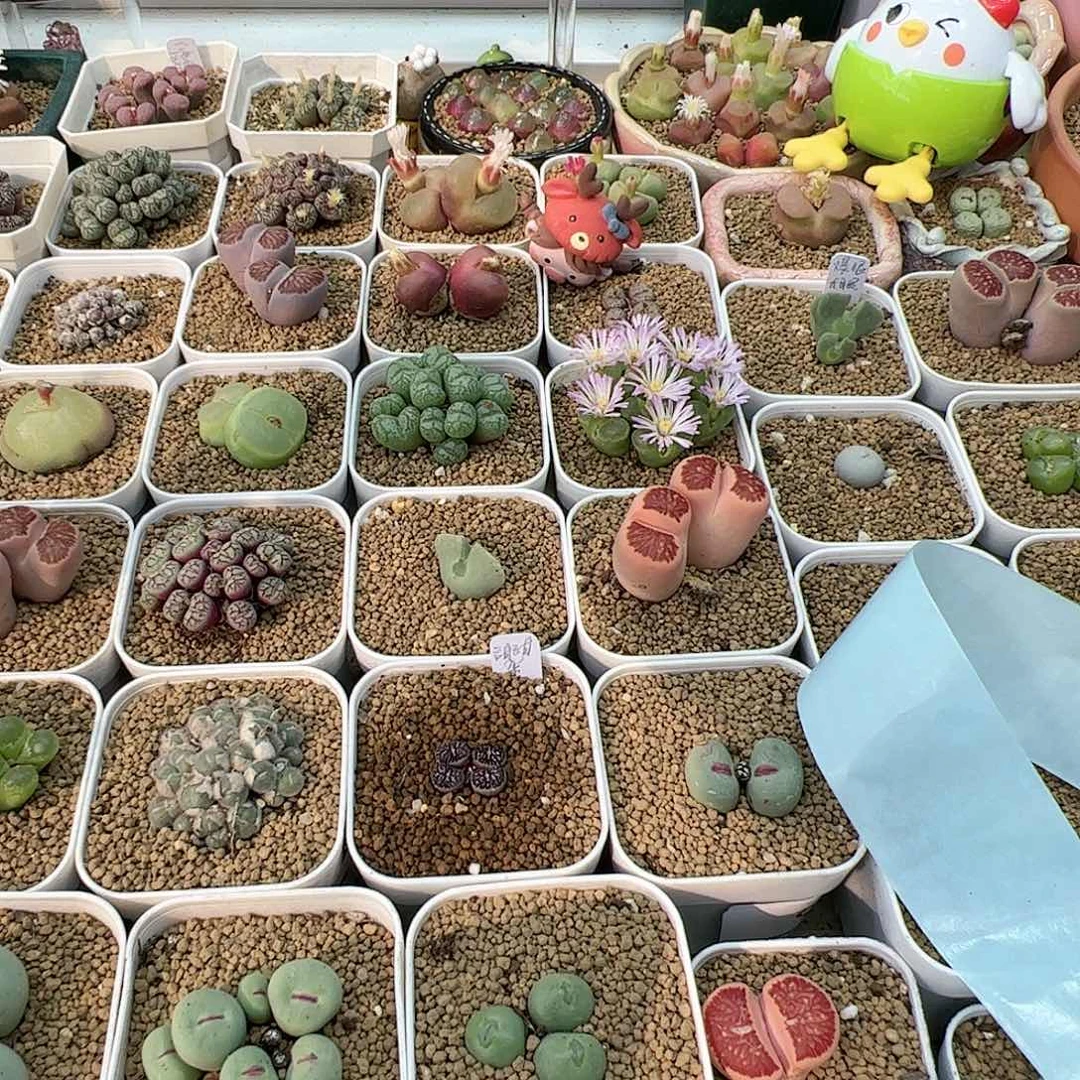 【闪购商品】老*20+5元