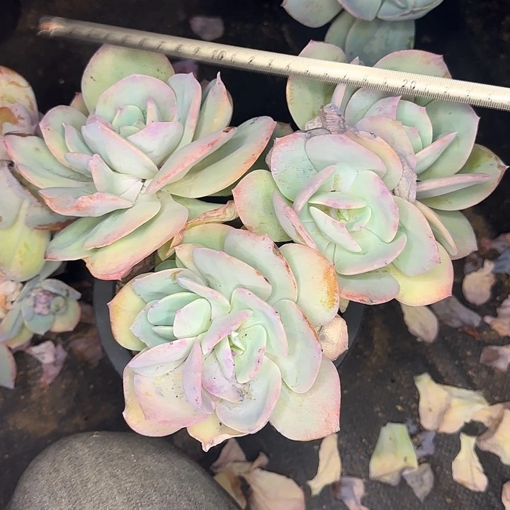 算***狠多肉植物一物一拍白凤569
