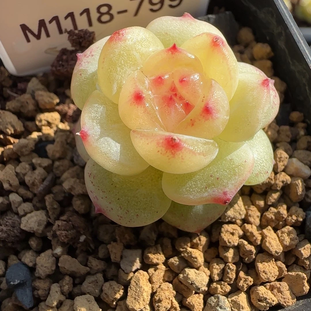 小***子799白透体红尖尖珍妮多肉