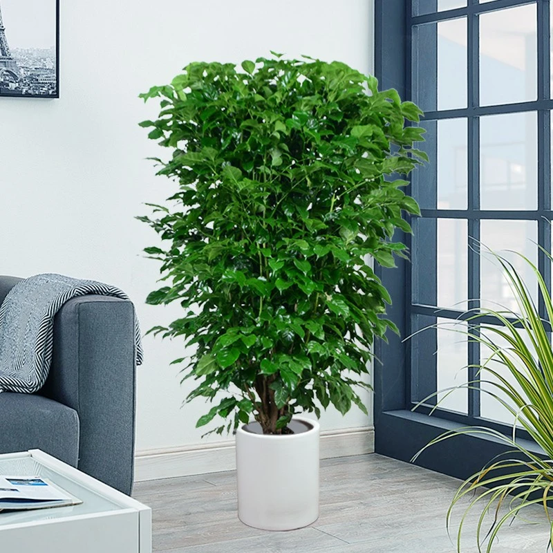 幸福树绿宝树盆栽客厅大绿植办公室内大型落地乔迁花卉盆景植物
