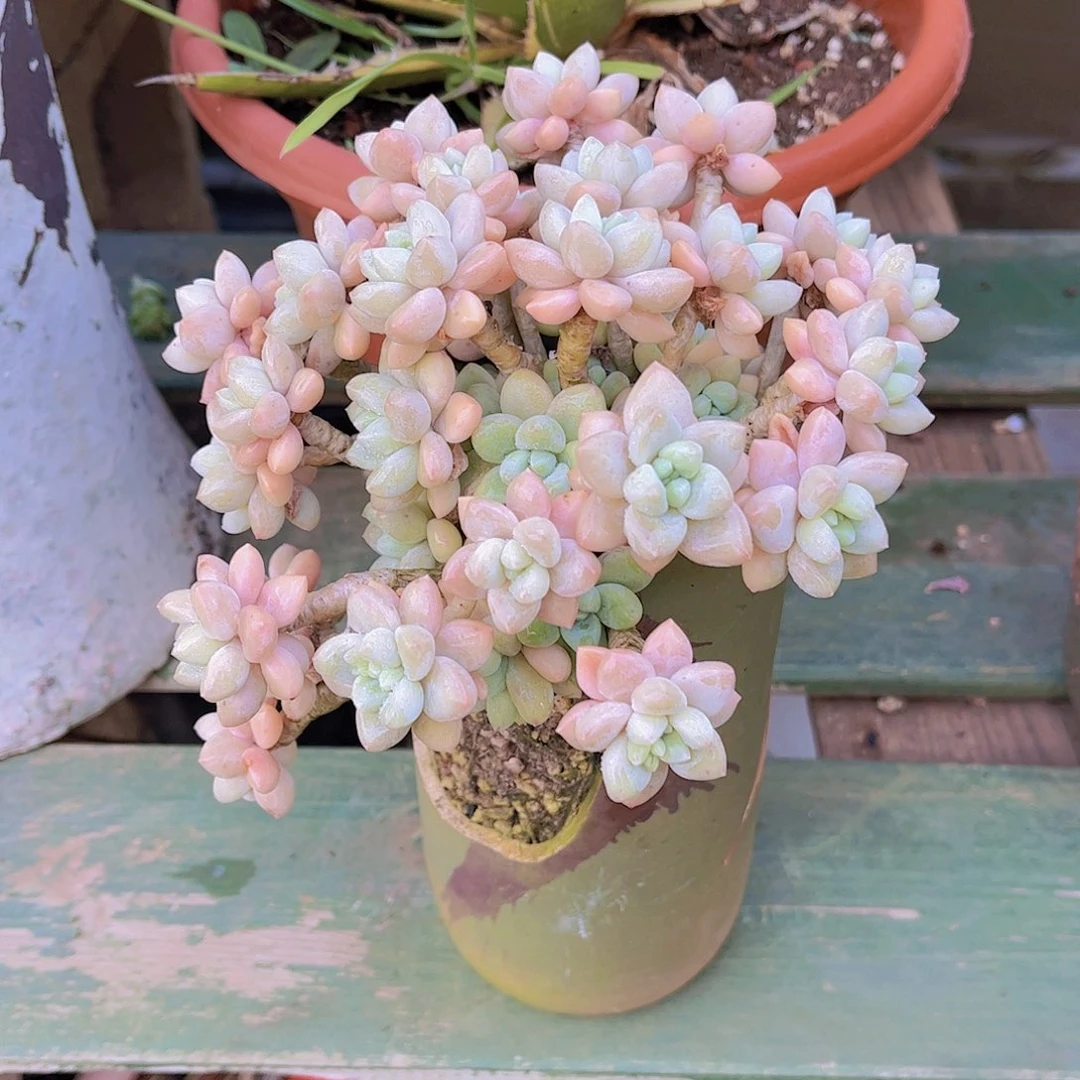 红陶?****?多肉植物组合