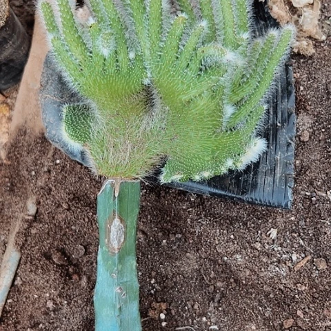 637仙人球缀化的一个