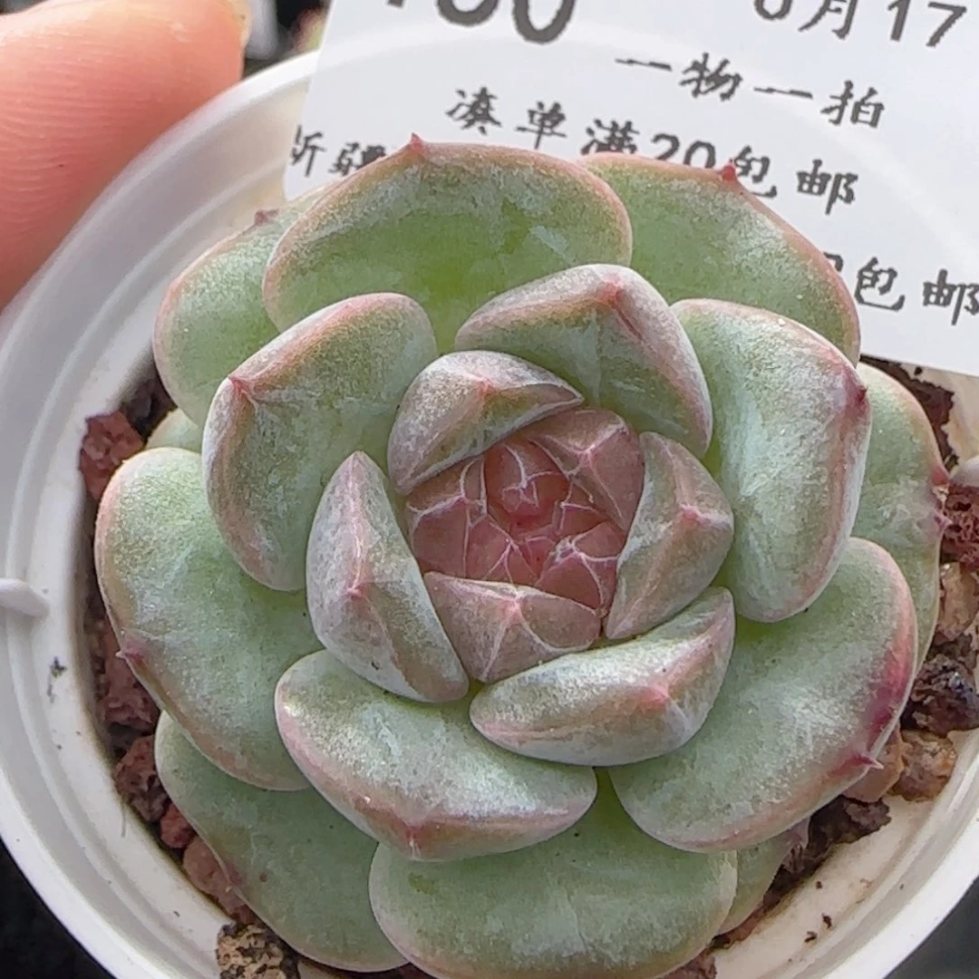 0616-160紫心冰魄