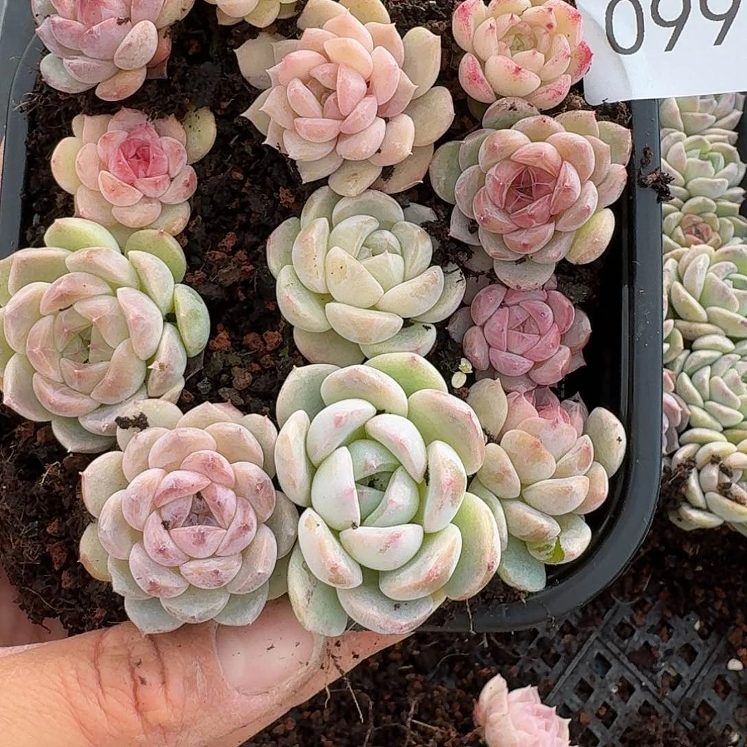 杂交新品种珍妮多肉997