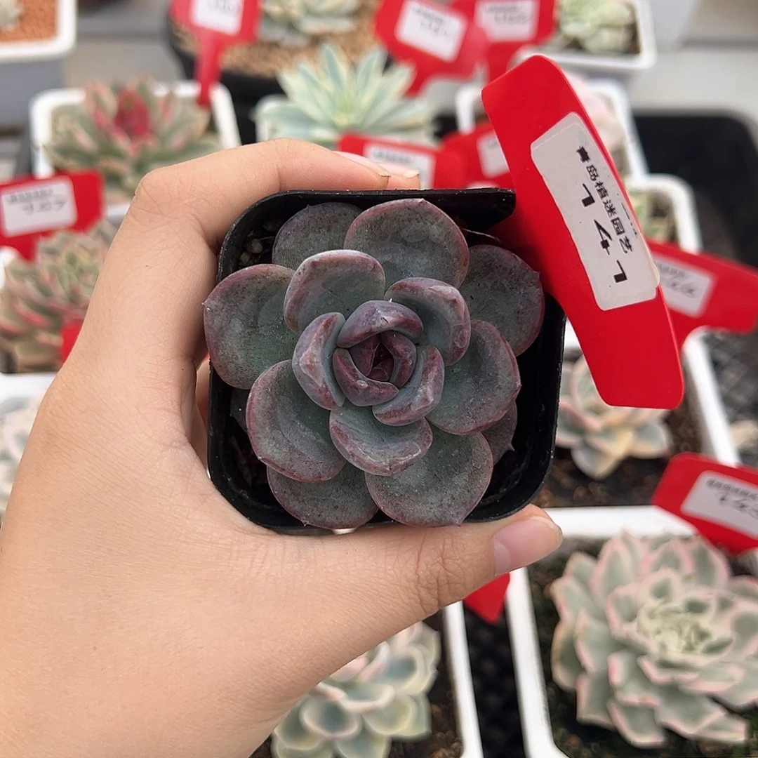 141号焦糖玫瑰多肉植物