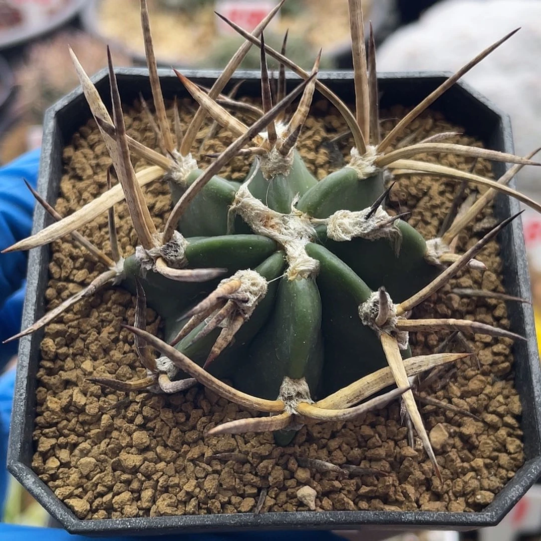 金刺水牛角大凤玉仙人球