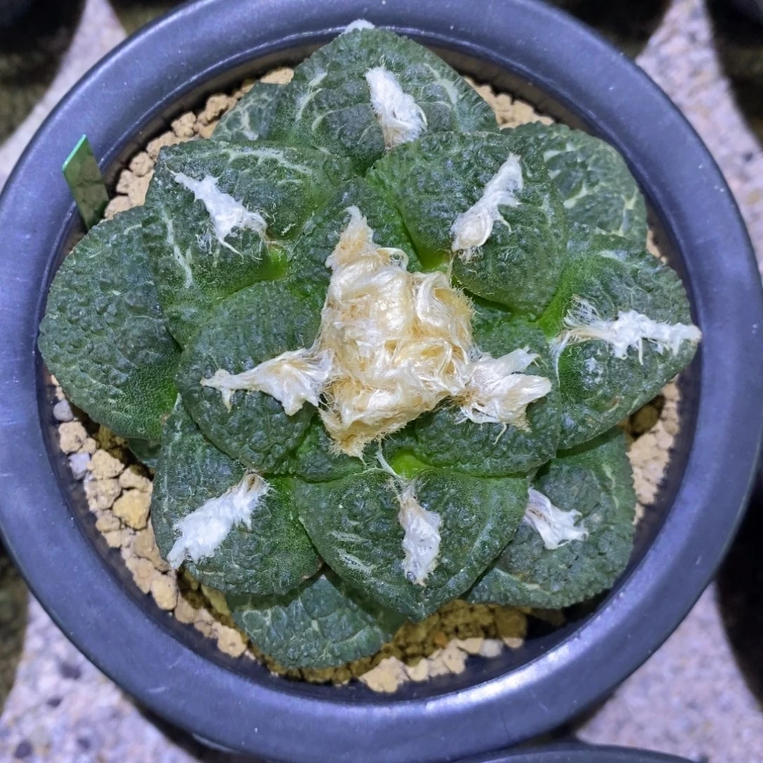 自根龟甲牡丹8.8cm
