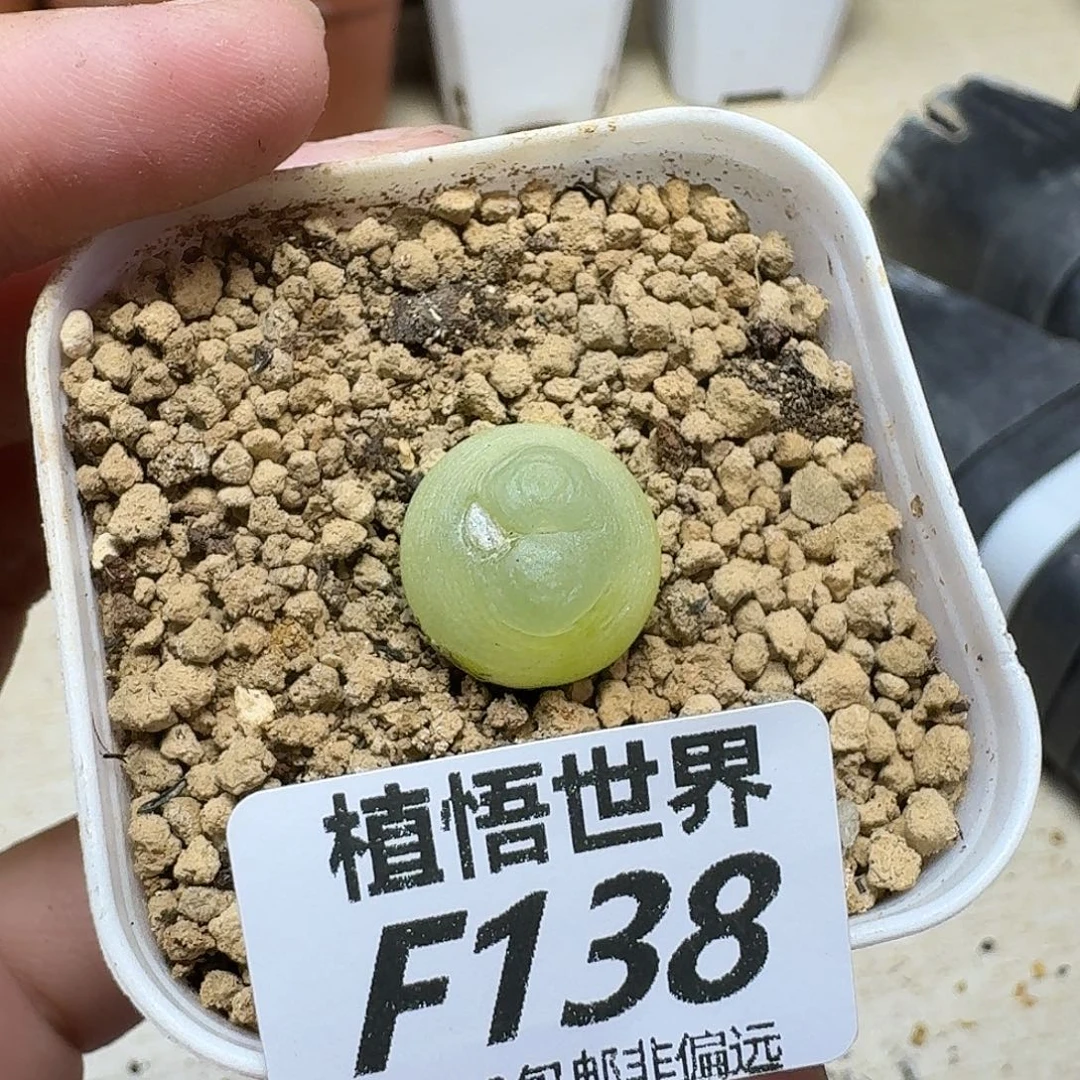多肉植物的润泽fhn