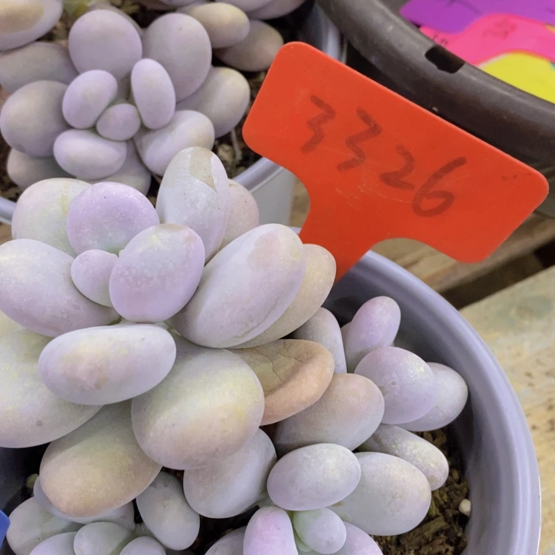 清货专场，粉丝一单包邮