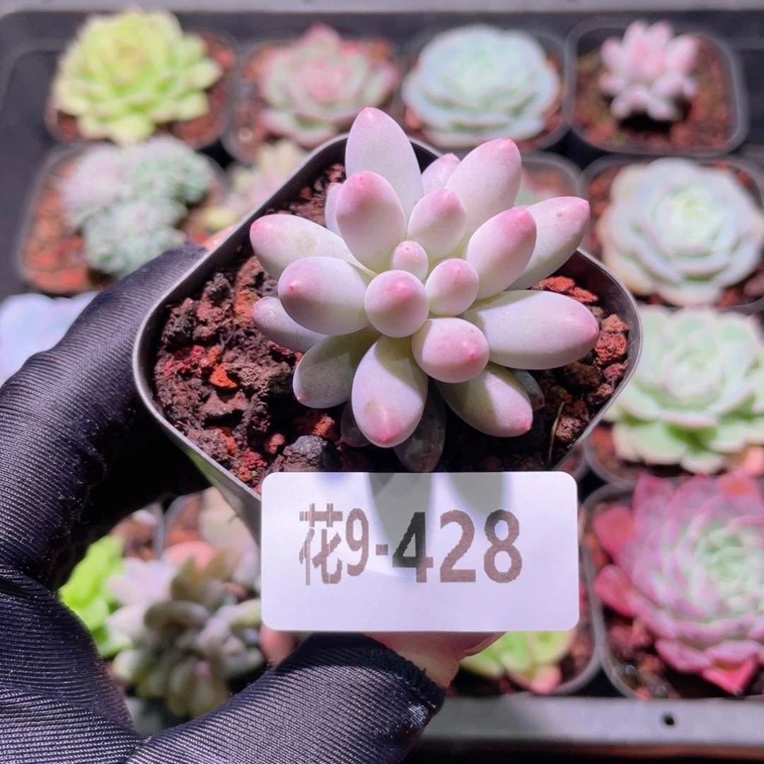 花利美9-428婴儿手指