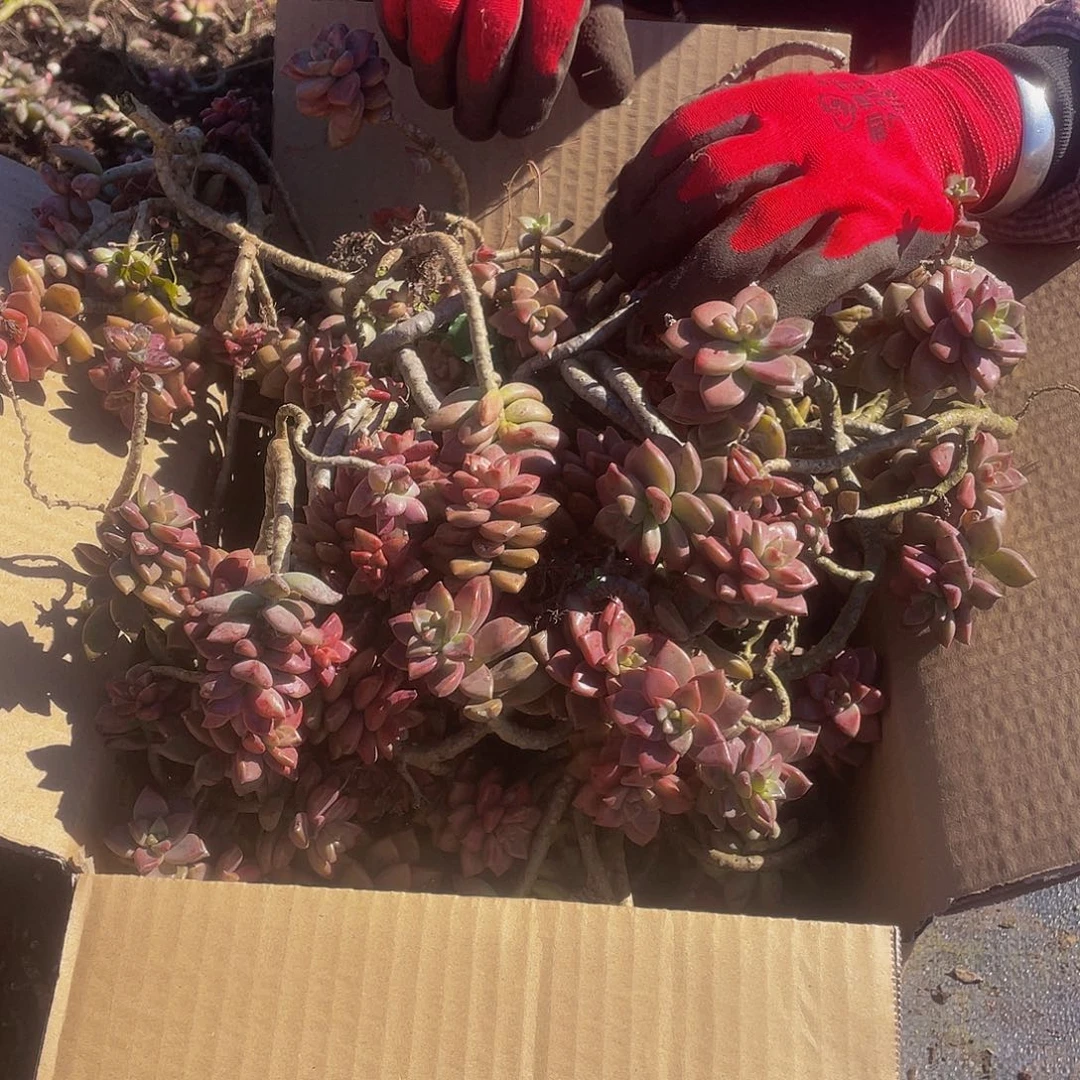 姬胧月19:8米一箱福利款散枝，掉头掉叶不售后