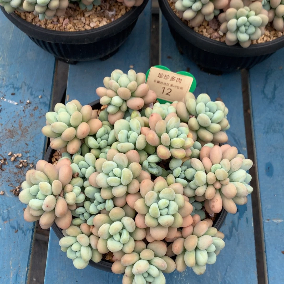 达芙妮无砍平头12