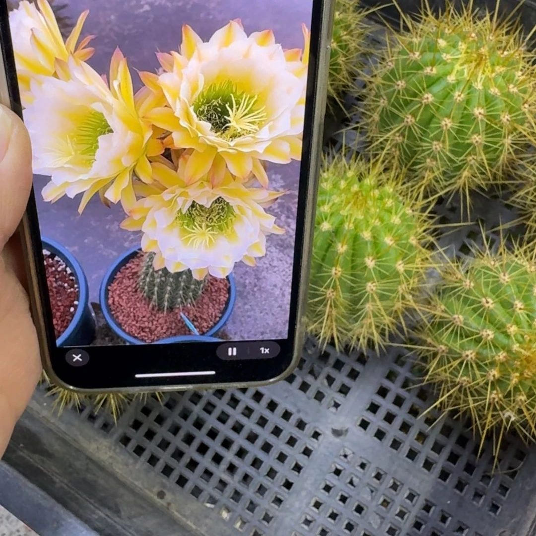 246毛花柱六月五歪无根侧牙5公分左右，20包邮