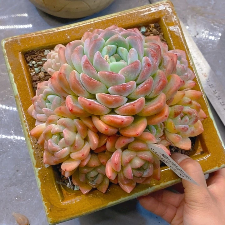 。****。夏悦多肉 0218-29雪媚娘