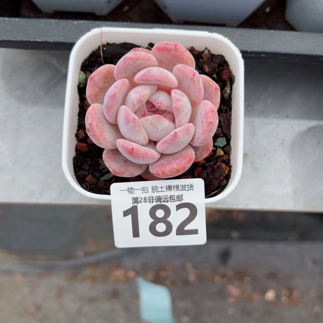 奶盖单头无盆土发货