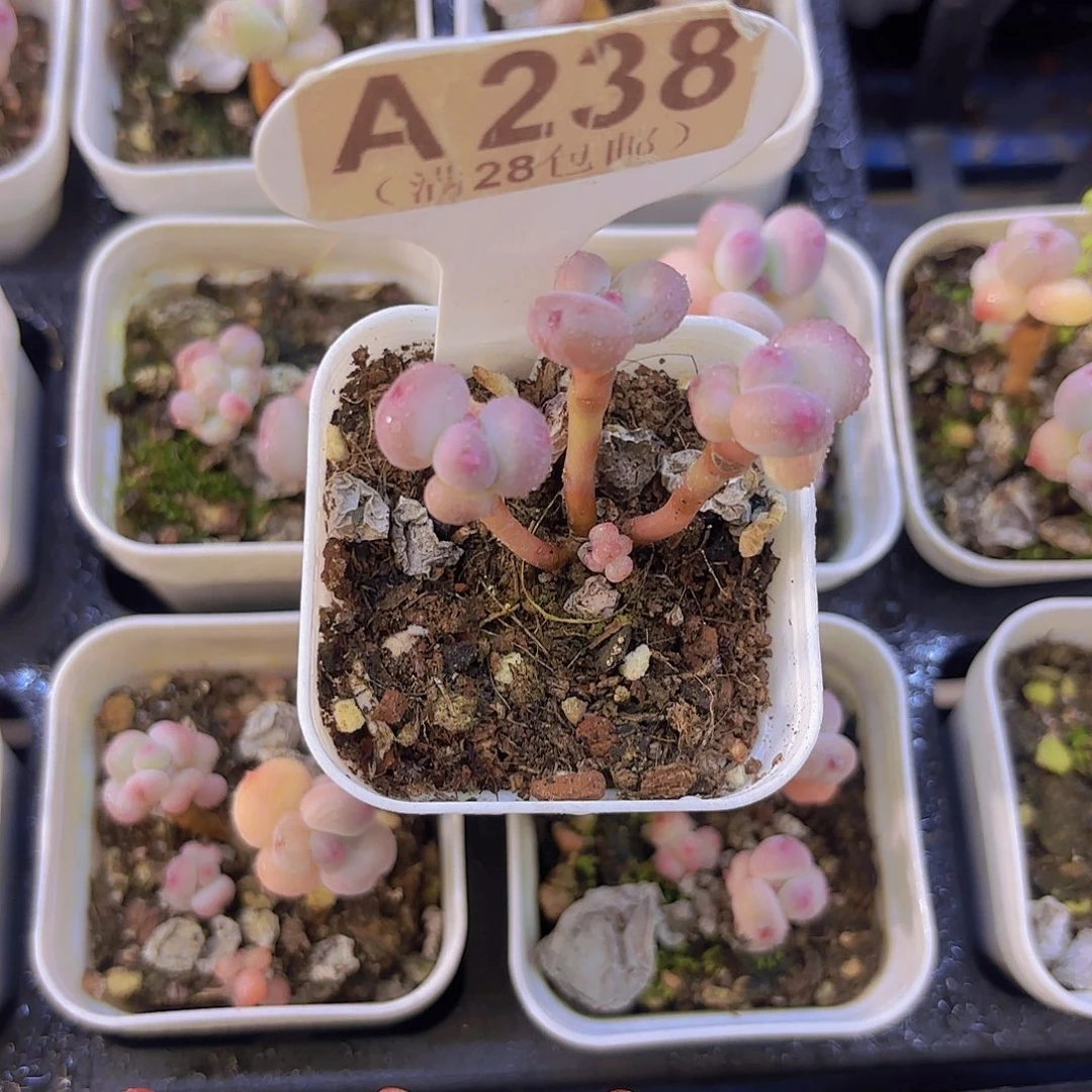 A238萤火虫一物一拍