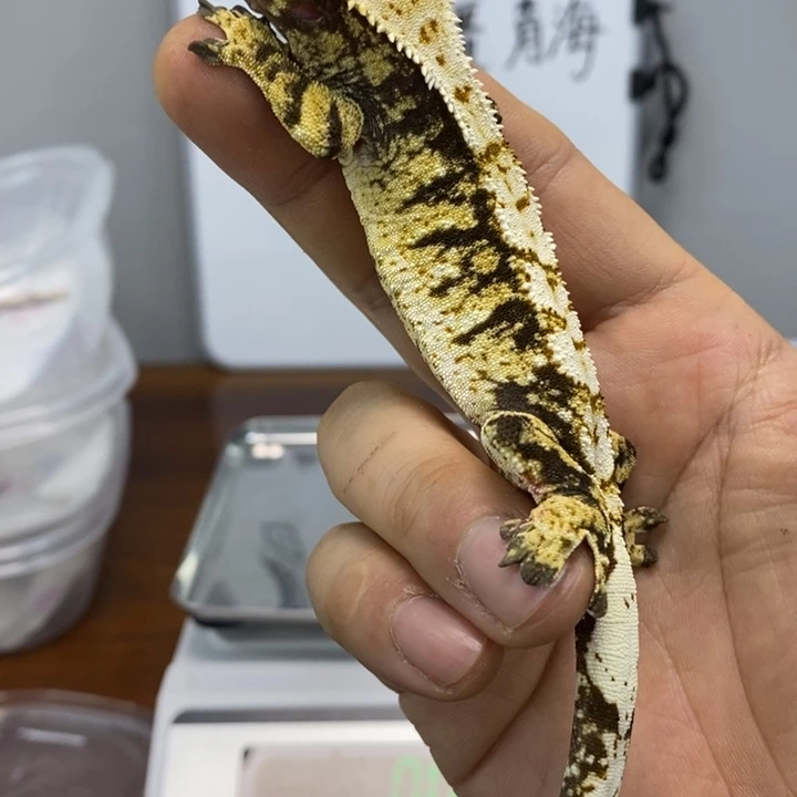 睫角守宫2025.12.14六十七