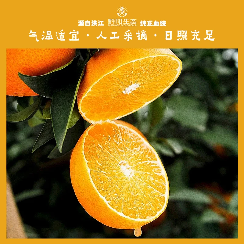 正宗湖南洪江黔阳冰糖橙高山果园种植怀化果本源冰糖柑袁隆平推介