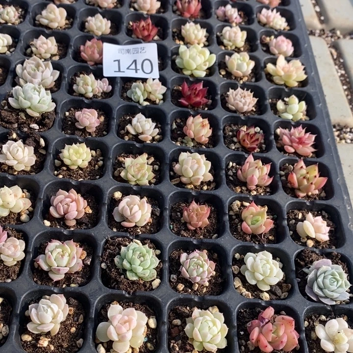140 多肉植物盆栽花卉