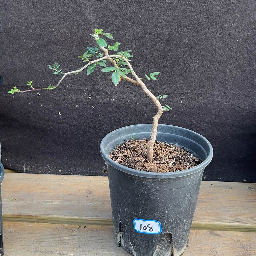 汤圆植物滔天橄榄飘枝型