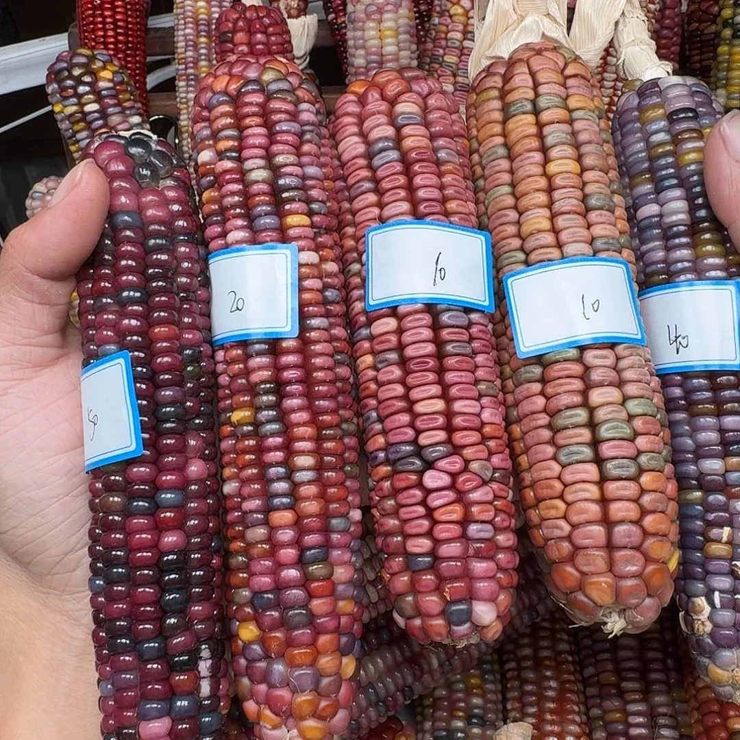 M***酱柏香籽/百香籽吊坠