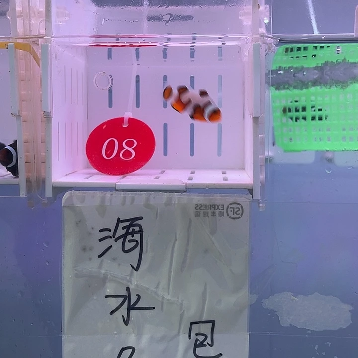 海水鱼精品达芬奇一条