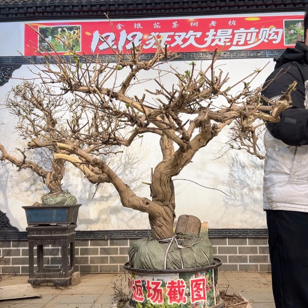 无花朵金银花45555566698888888