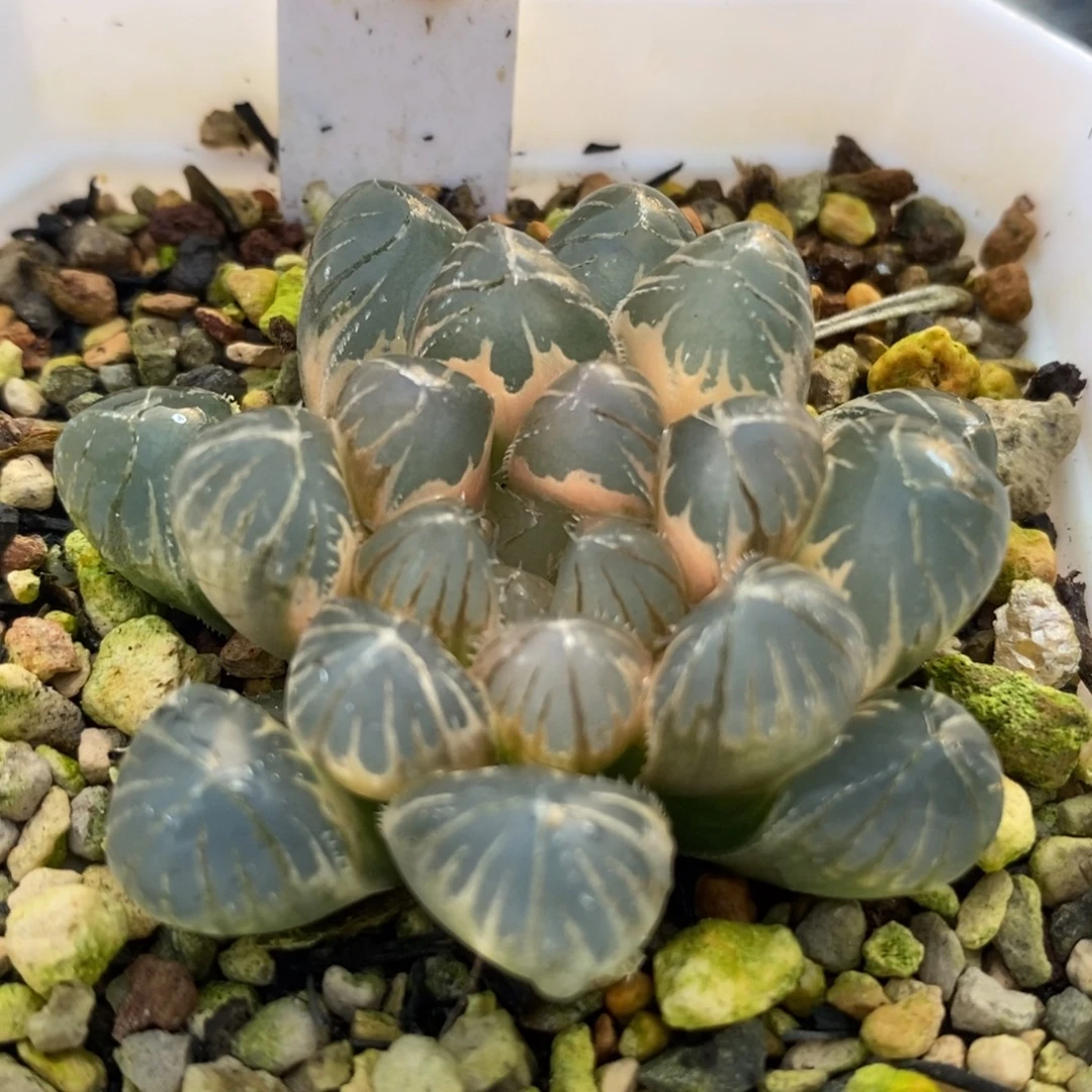 44糊斑龙珠玉露锦一物一拍