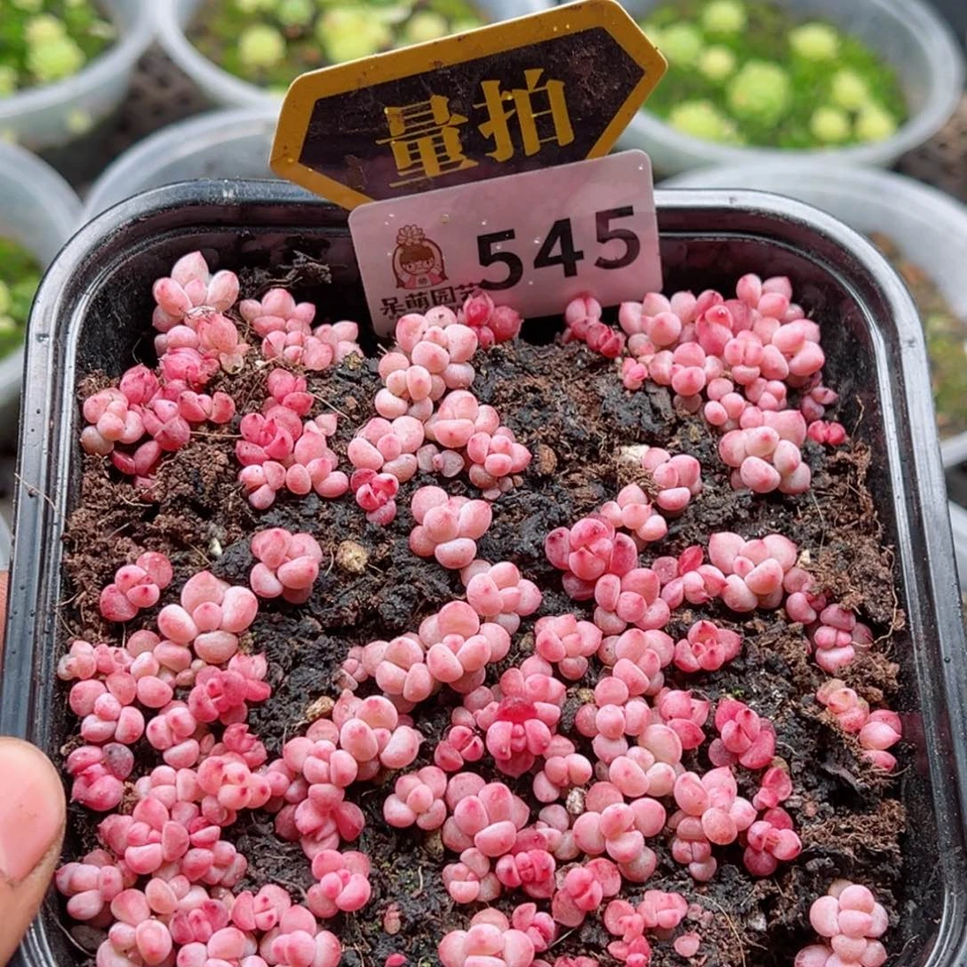 多肉植物多肉植物