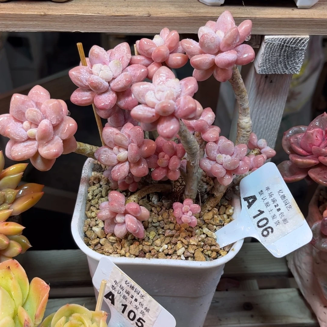 樱花洛神杂suideyajulvlv