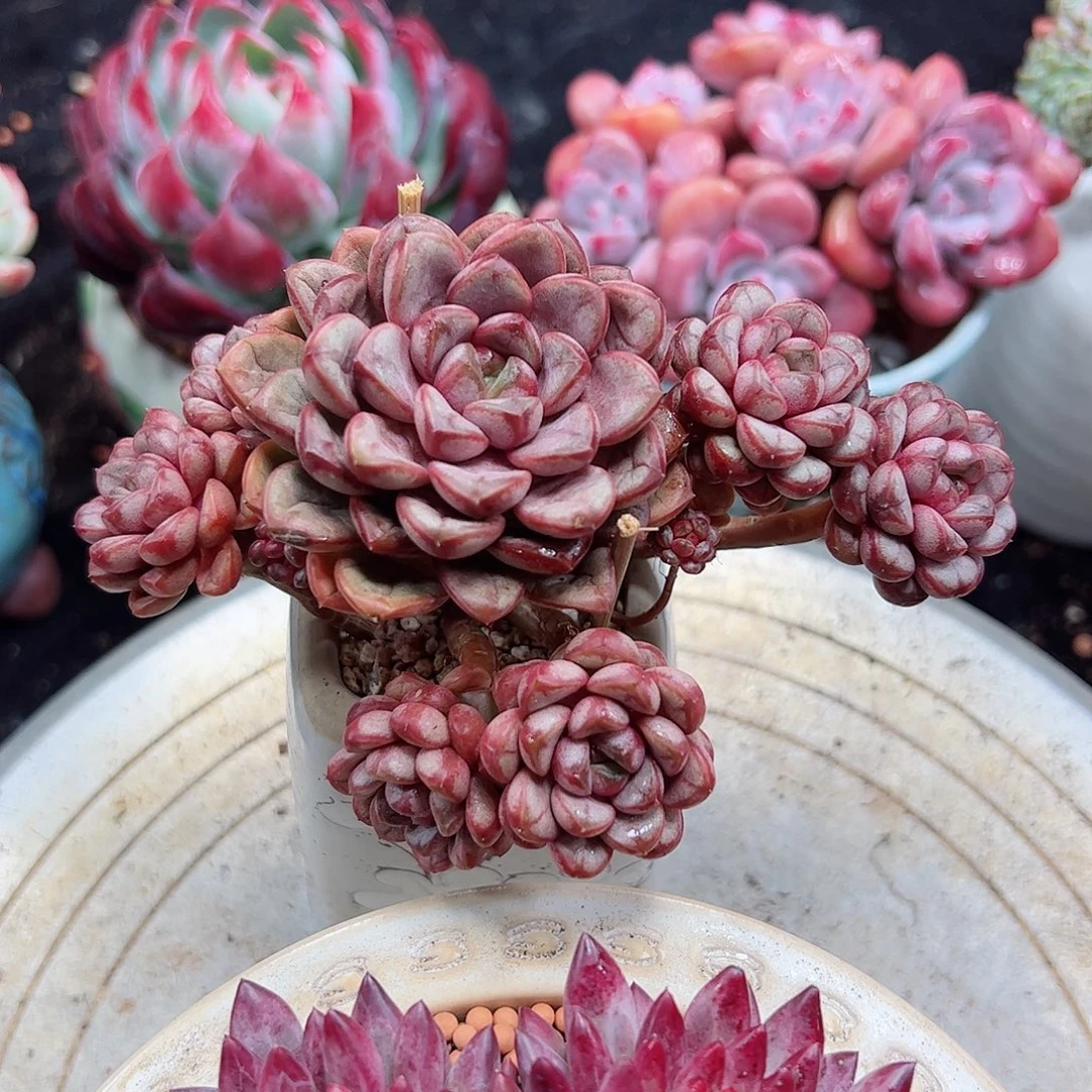 然然精品多肉葡萄