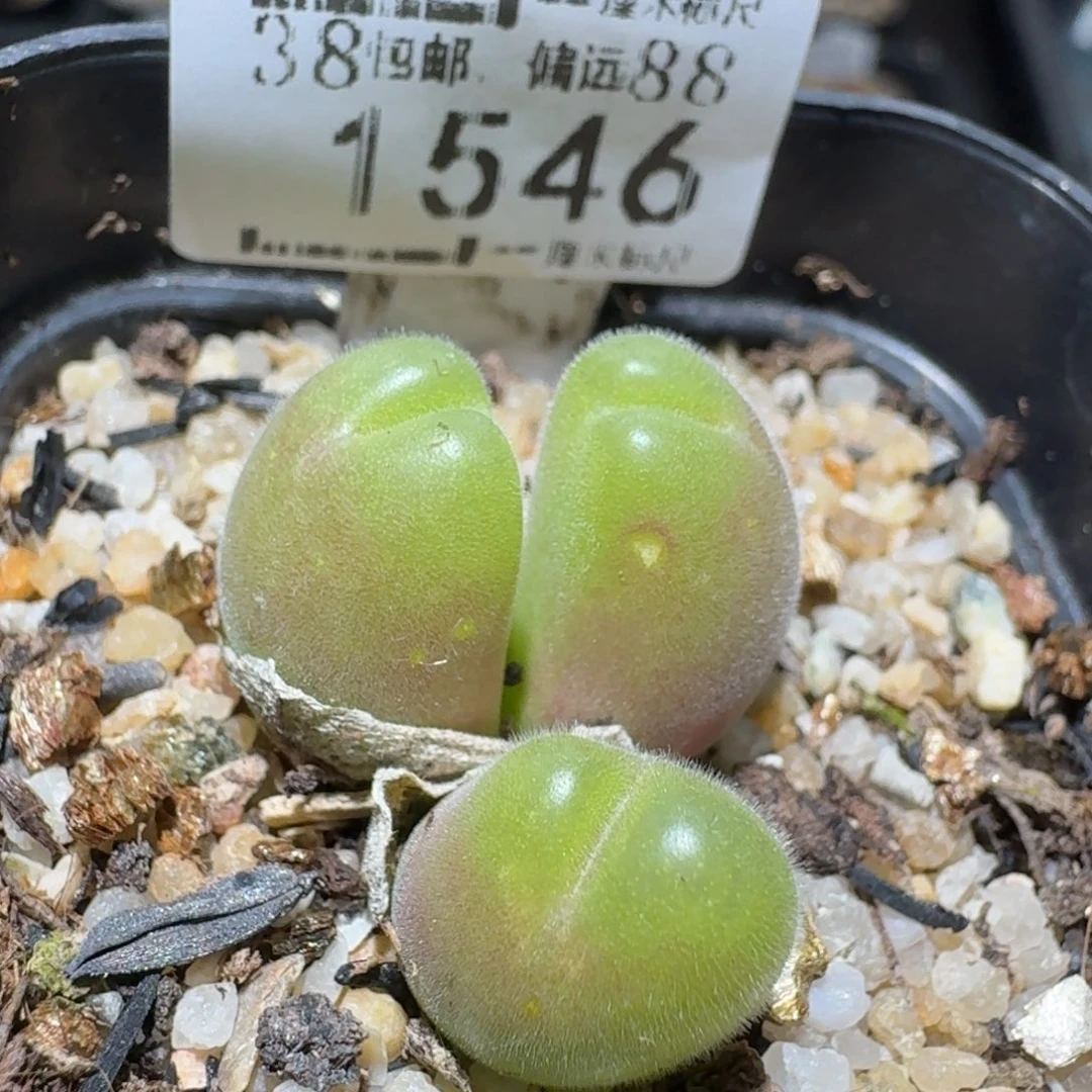 zzz新年福利福利1546