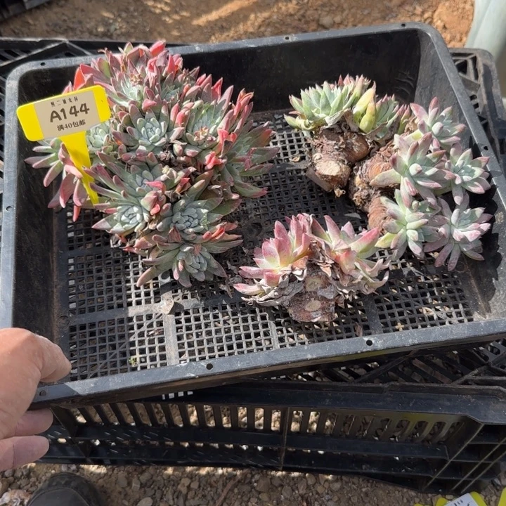 羊***羊多肉植物仙女杯A144