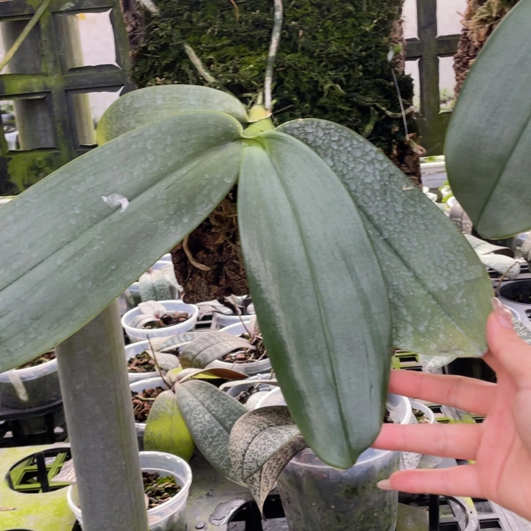 当前无花栽培后可以开花红象，板