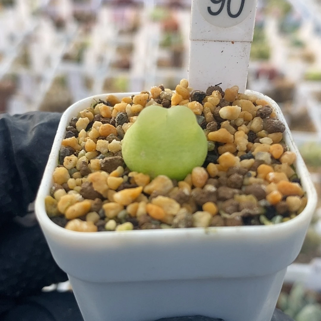 一物一拍三年拉登尺寸1.5