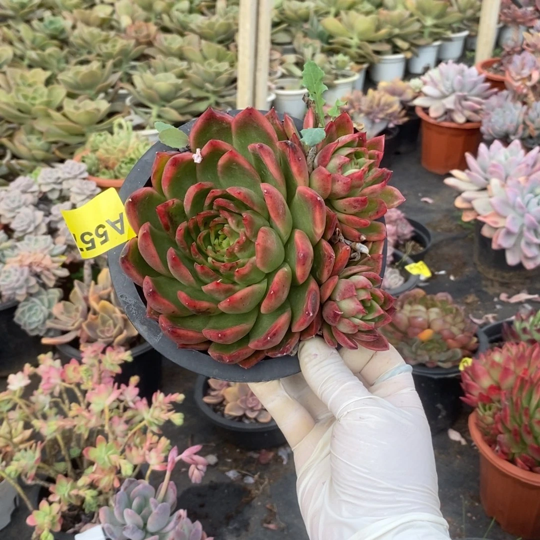 557不知名一物一拍