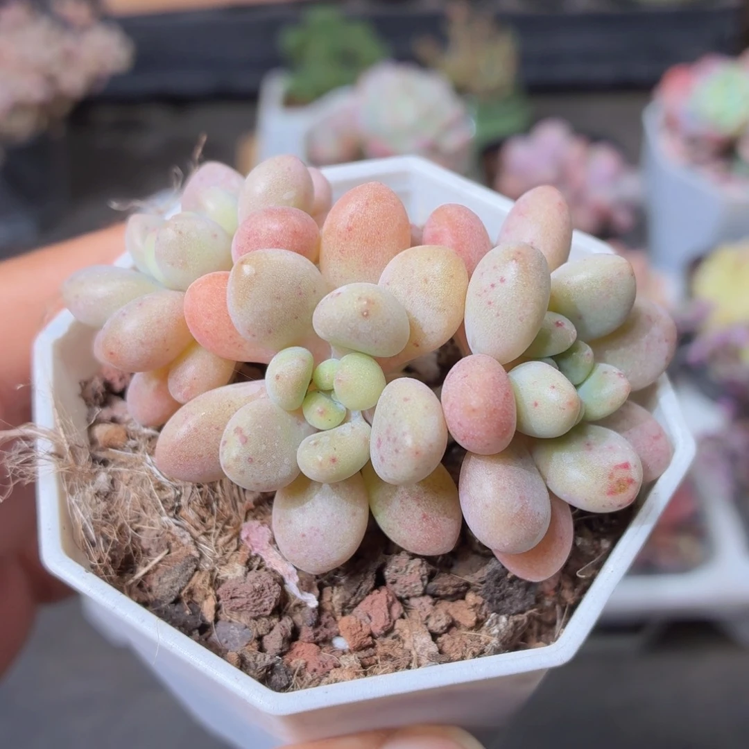 洛可可多肉9.9包邮发货