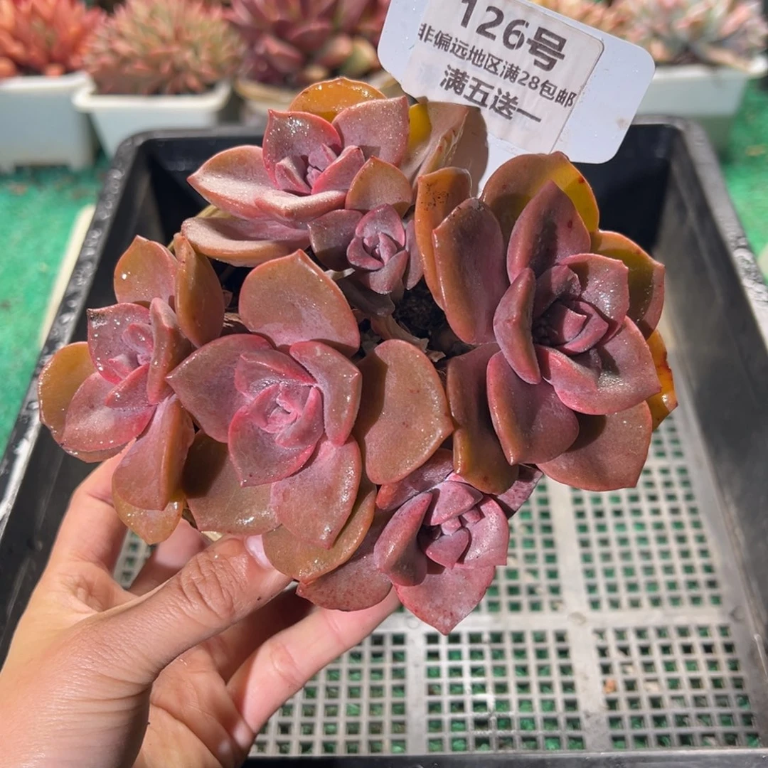 表妹精品多肉植物126.