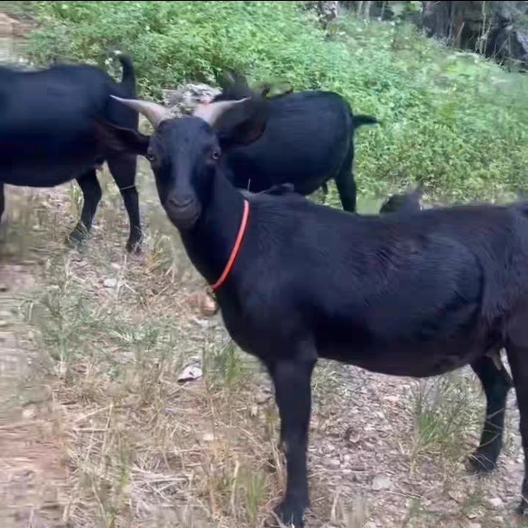 【虎弟精选】湘西肉类链接