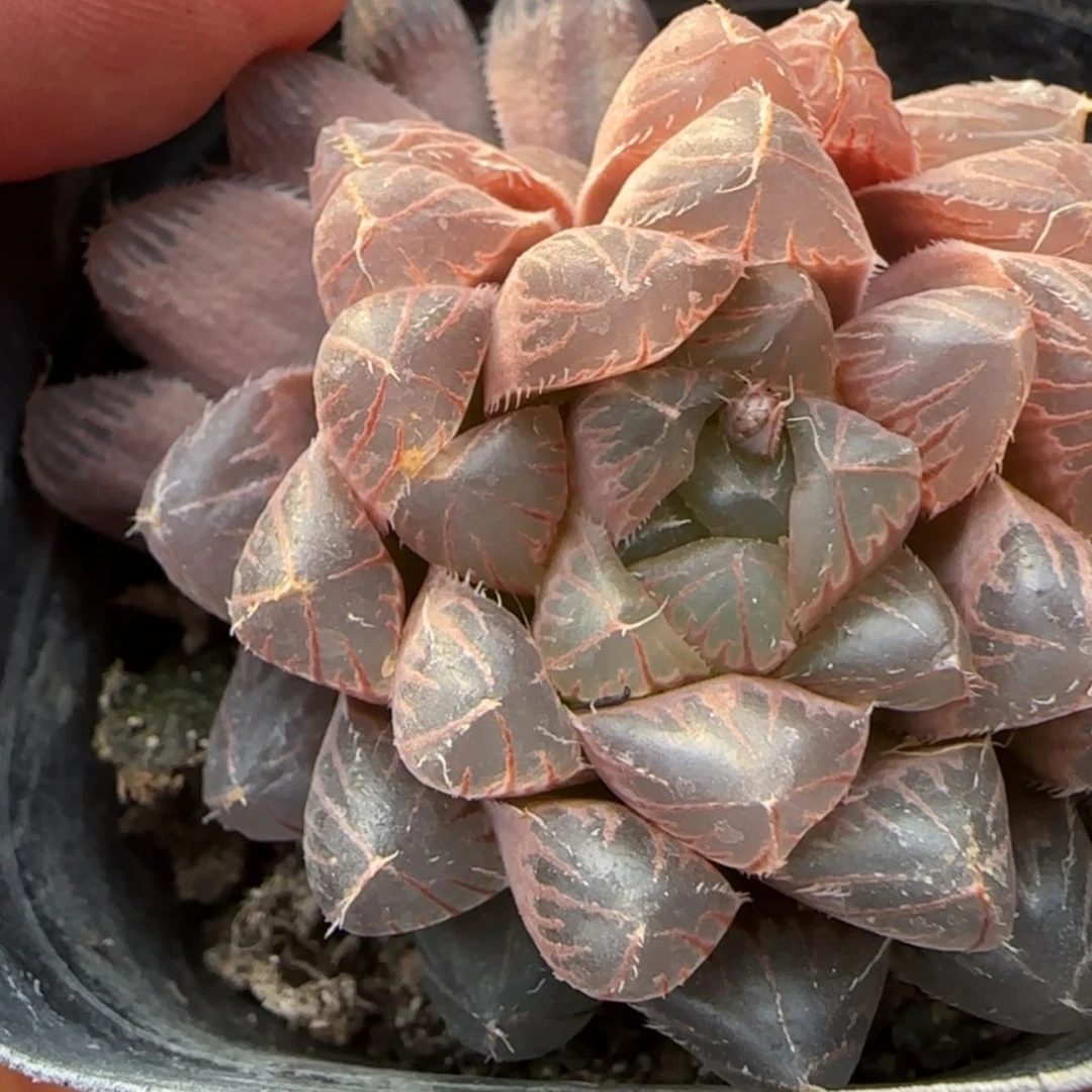 【闪购商品】暴*熊7990