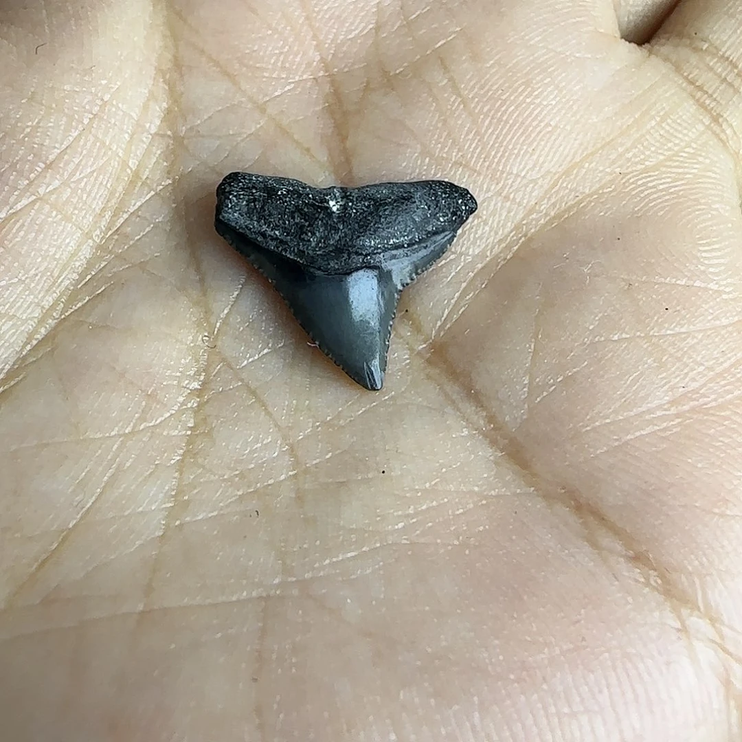 有机玻璃鲨鱼牙标本