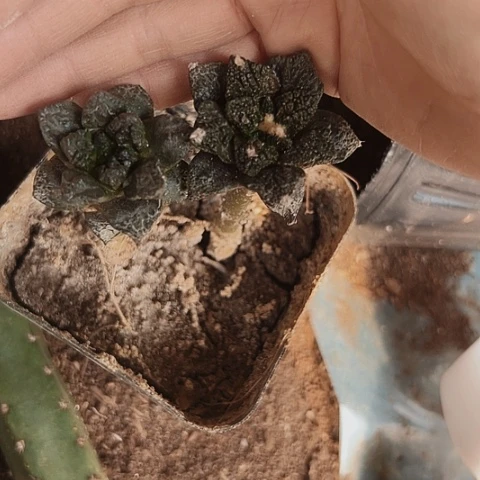 1274处理两个仙人球