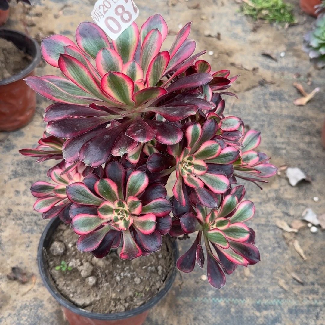 香奶奶082满20包邮断枝不包