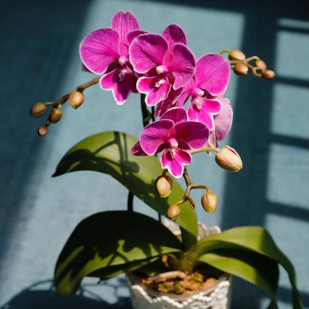 蝴蝶兰【红豆】中小花型大舌头丰花型3.0寸加高花苗