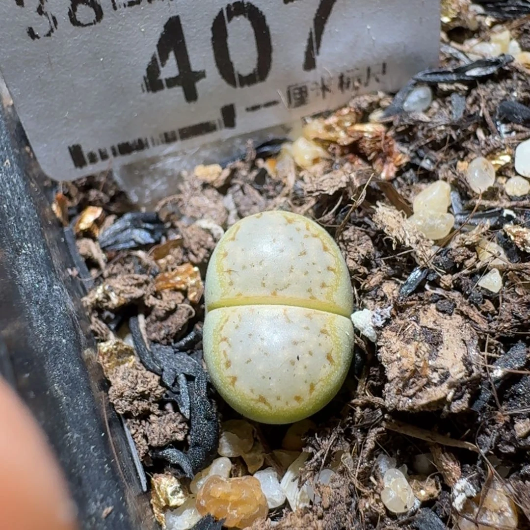 Sss清仓价便宜出407黄