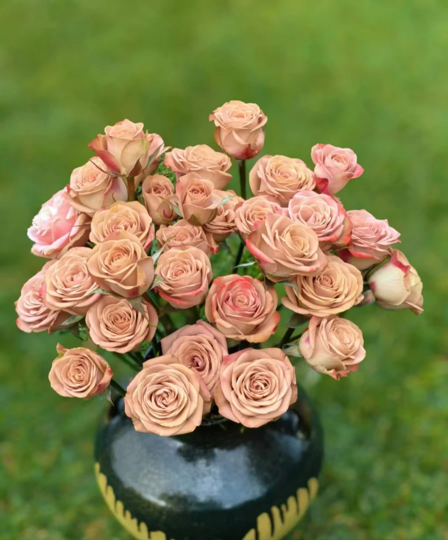 【洋洋专属】卡布奇诺玫瑰 云南基地直发 花店家庭养花