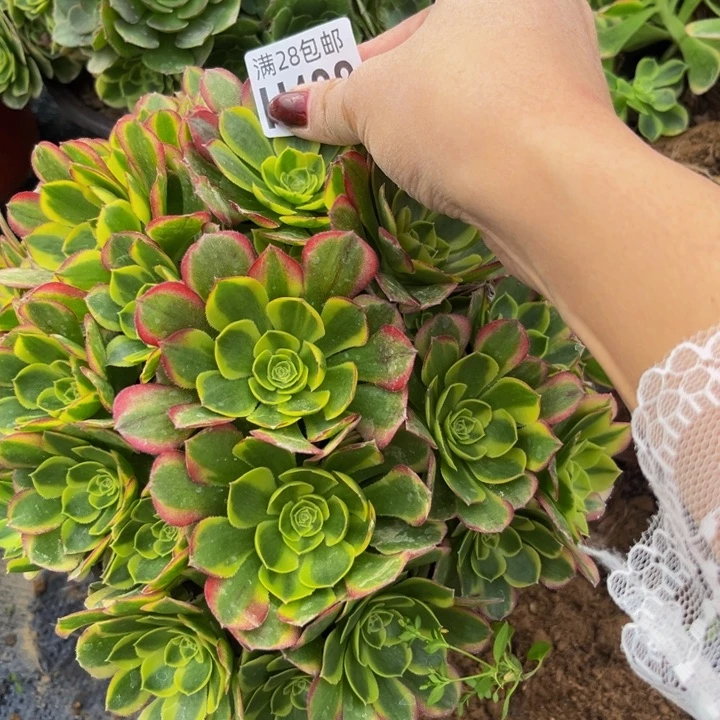 488多肉植物一物一拍